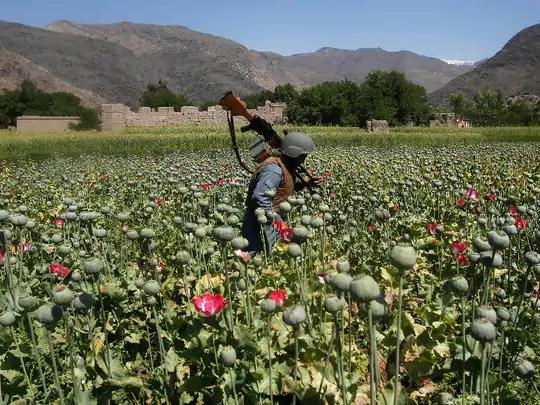 અફઘાનિસ્તાનમાં અફીણની ખેતી પર પ્રતિબંધ : તાલિબાને દુનિયામાં સારી ઈમેજ બનાવા માટે અફઘાનિસ્તાનમાં અફીણની ખેતી પર પ્રતિબંધ લગાવ્યો