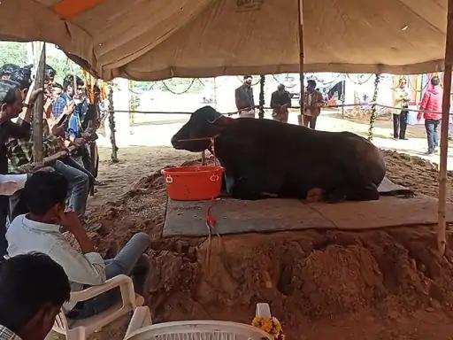 24 કરોડનો ભીમકાય પાડો:મહિનાનો ખર્ચ 2 લાખ, દરરોજ 1 કિલો ઘી અને 25 લીટર દૂધ પીવે છે; સીમનની દેશમાં ભારે માગ
